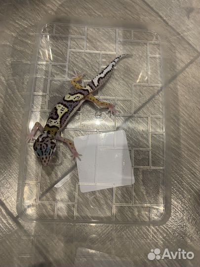 Малыши эублефаров