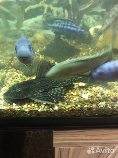 Аквариум и рыбки