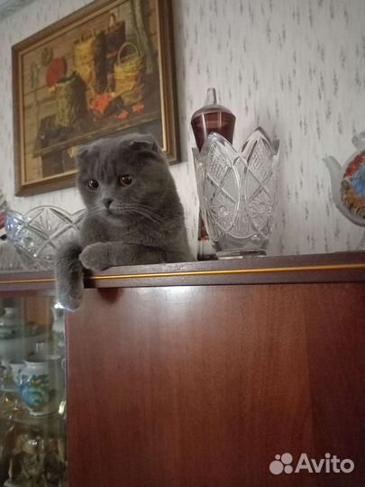 Передержка кошек на время отпуска