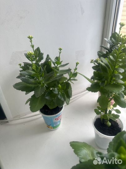 Цветущий Каланхоэ комнатный цветок