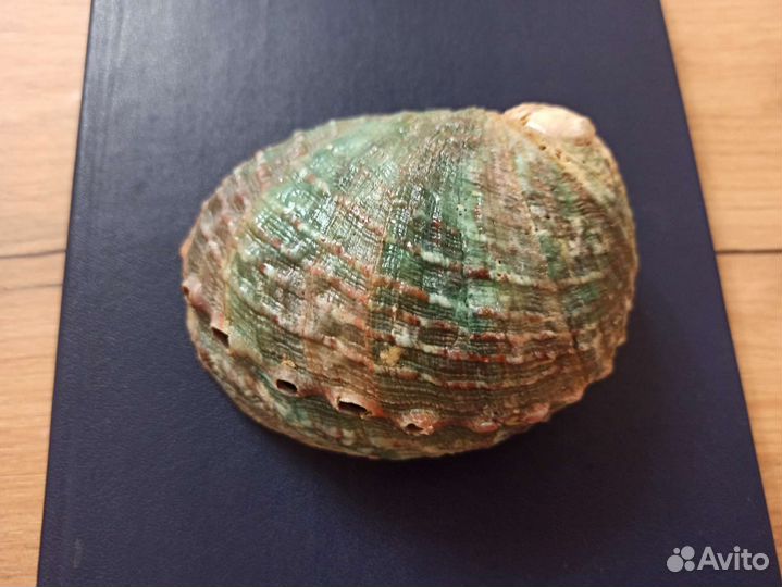 Морская раковина