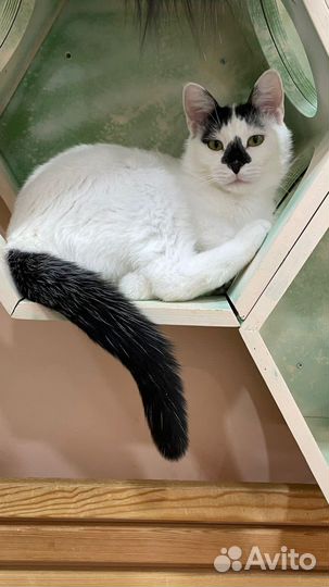 Кот в добрые руки