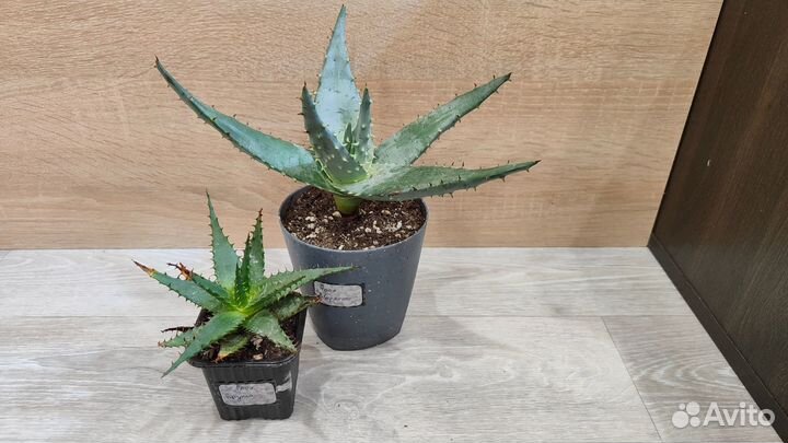 Суккуленты