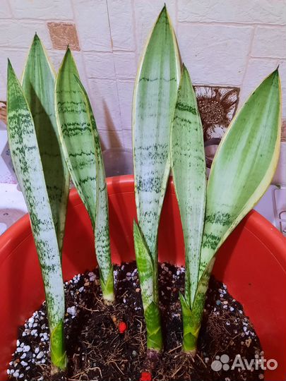 Сансевиерия