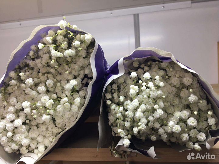 Гипсофила в ассортименте