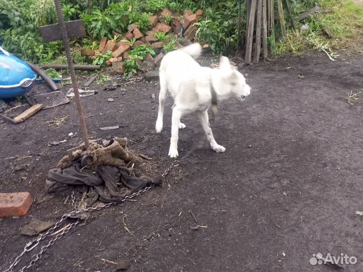 Собака в добрые руки отдам бесплатно