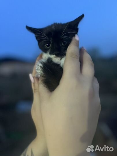 Котята бесплатно