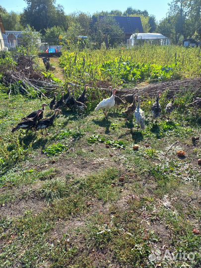 Индюшата домашние