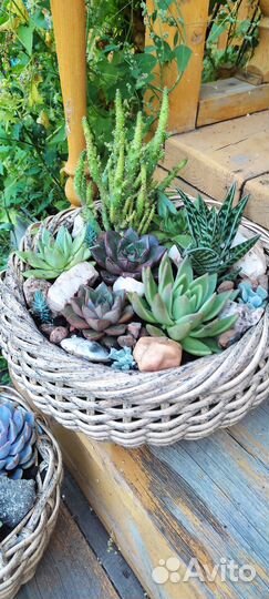 Кактусы и суккуленты