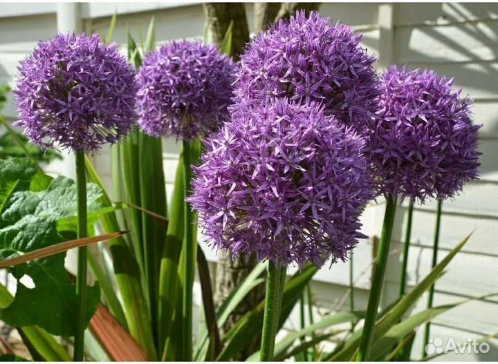 Лилейник, лук суворова, форзиция, ирис бородатый