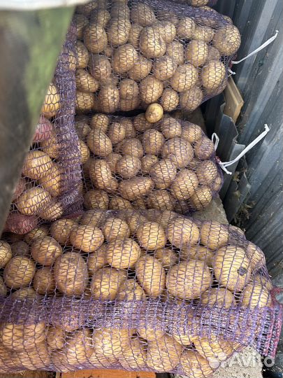 Продам картофель