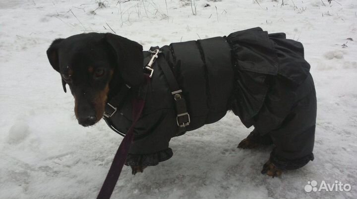 Зимняя одежда для собак