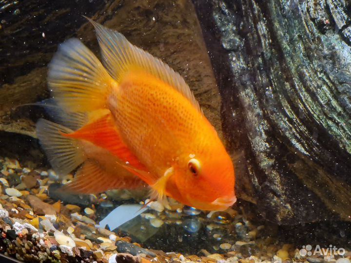 Рыбки «Цихлозома северум»