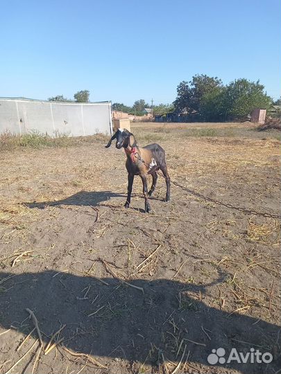 Козлик на племя