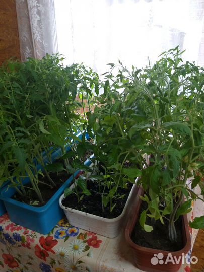 Рассада помидор, перцев, баклажан