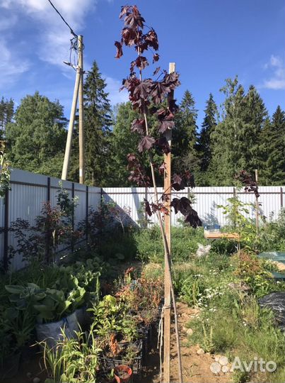 Клен канадский краснолистный