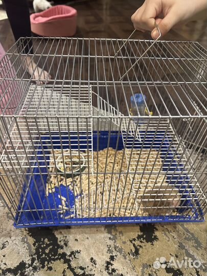 Сирийский хомяк