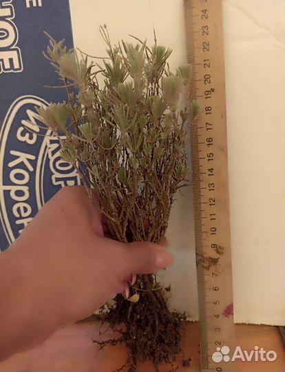 Лаванда саженцы