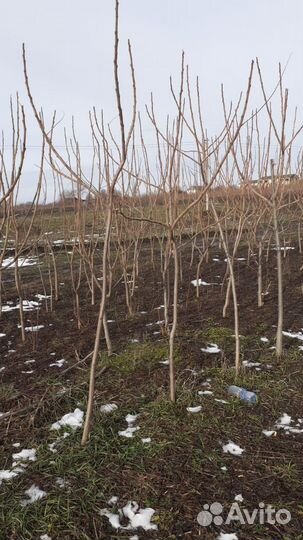 Сумах оленерогий