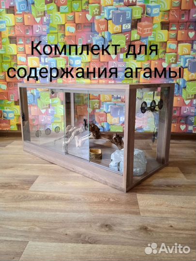 Хамелеон/ Бородатая агама/ эублефор/ Террариум