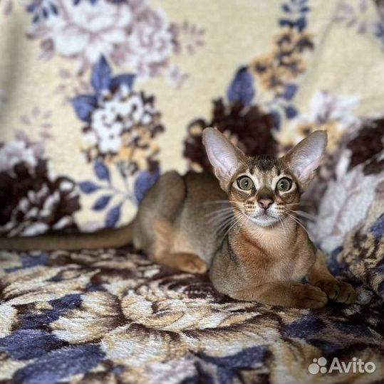 Абиссинский мальчик