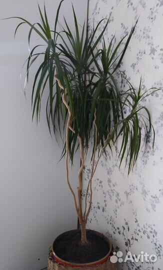 Пальма Драцена