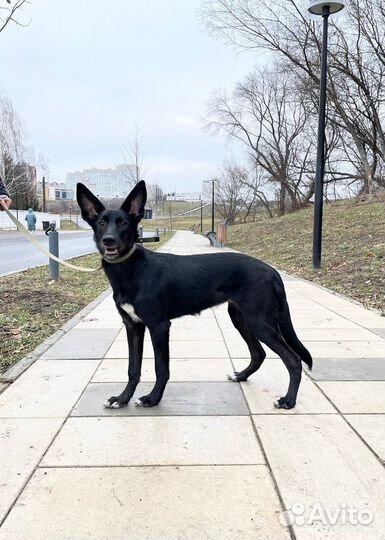 Изящная стерилизованная Афи