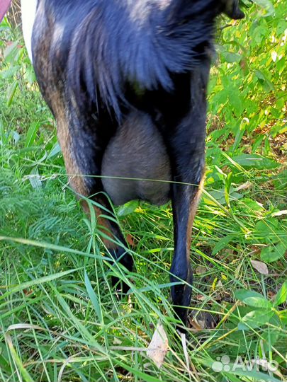 Дойные нубийские козы