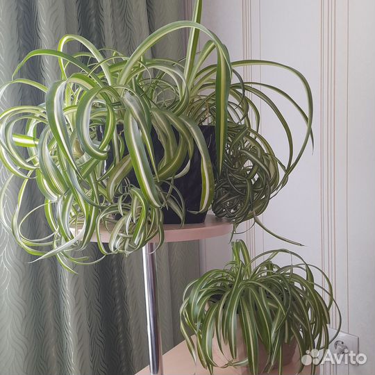 Хлорофитум кудрявый бонни