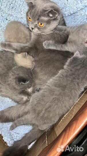 Шотландские котята