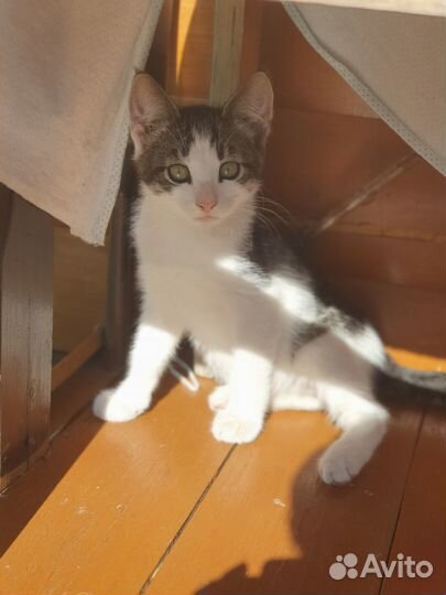 Котята в добрые руки даром