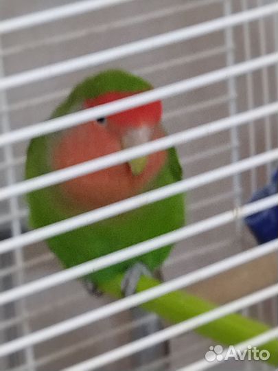 Попугай неразлучник