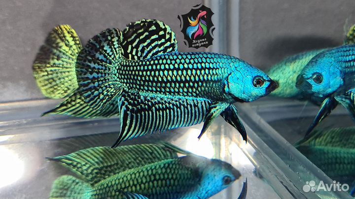 Рыбка петушок. Alien Betta Green Hybrid