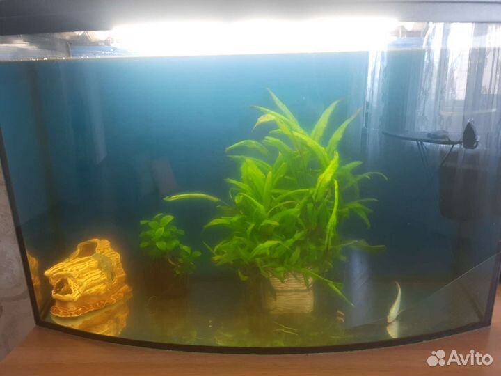 Аквариум