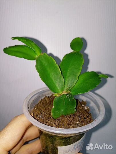 Рипсалидопсис Пасхальник Пасхальный кактус Хатиора