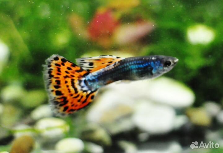 Рыбки гуппи