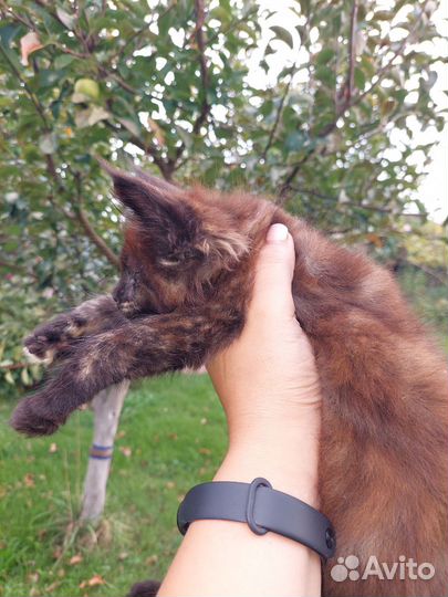 Мейн-кун девочка