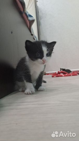 Котята в дар