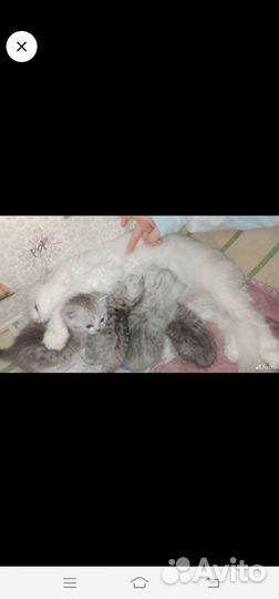 Отдам котенка в добрые руки