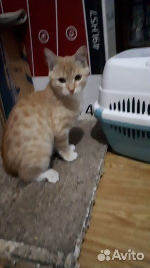 Котенок рыжик