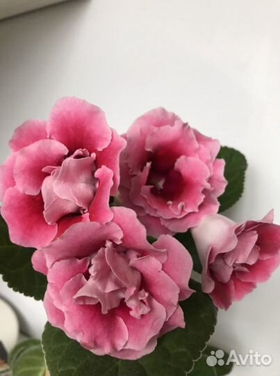 Глоксинии сортовые (свежесрезанный лист)