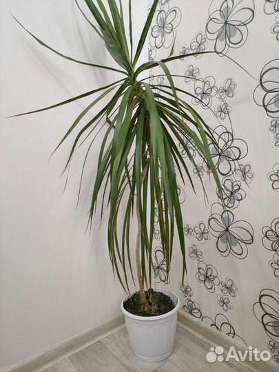 Комнатные растения пальма драцена