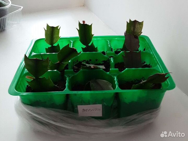 Шлюмбергера Золотой крем