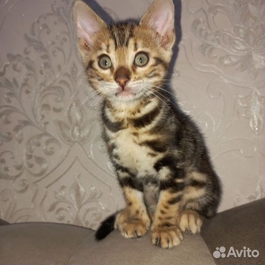 Бенгальские котята