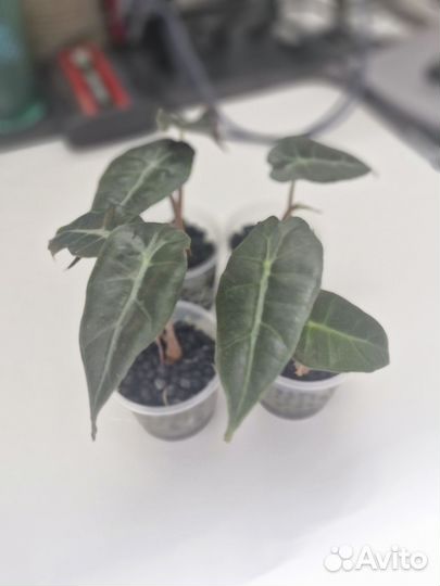 Алоказия полли