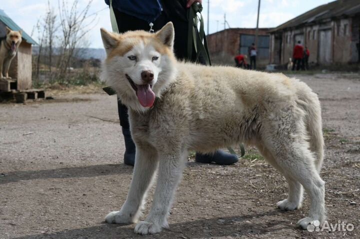 Сибирский хаски