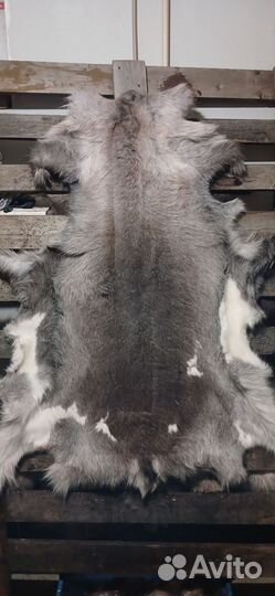 Шкура домашнего оленя
