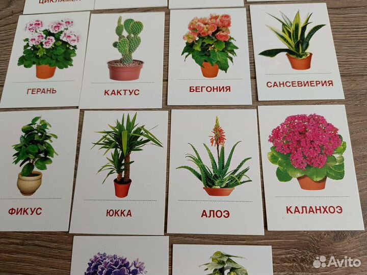 Развивающие/раздаточные карточки растения, цветы