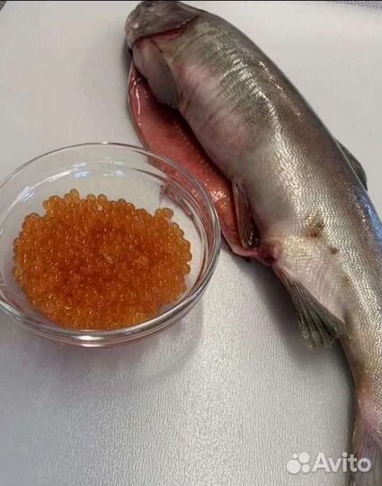 Горбуша с/м 2023г