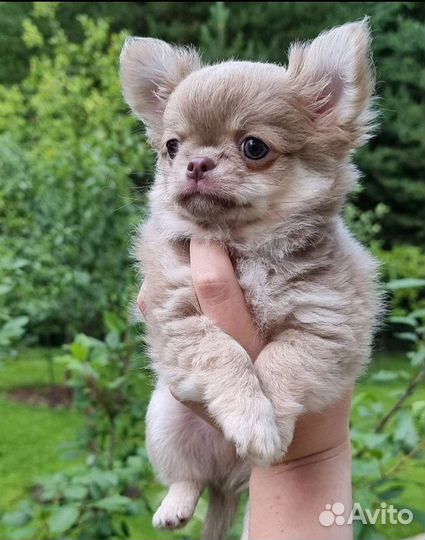 Чихуахуа кукольный мальчик